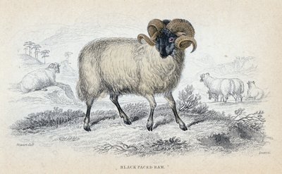 Black Faced Ram, mitten av 1800-talet av William Home Lizars