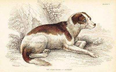 Galthund från Tyskland, Canis lupus familiaris av William Home Lizars