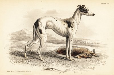 Brittisk vinthund, Canis lupus familiaris av William Home Lizars