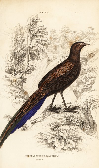 Bronsstjärtad påfågel-fasan eller Sumatran påfågel-fasan av William Home Lizars