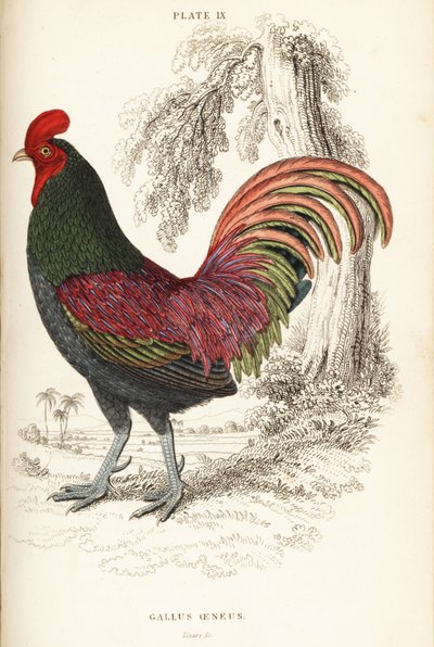 Bronsad tupp från Sumatra, Gallus aeneus av William Home Lizars