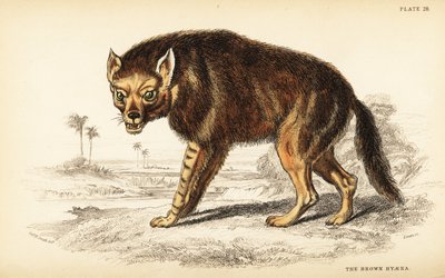 Brun hyena eller strandvarg, Hyaena brunnea (Hyaena fusca) av William Home Lizars