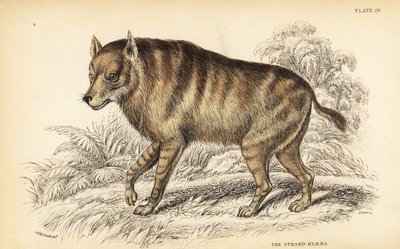 Brun hyena eller strandvarg, Hyaena brunnea (Strandhyena, Hyaena villosa) av William Home Lizars