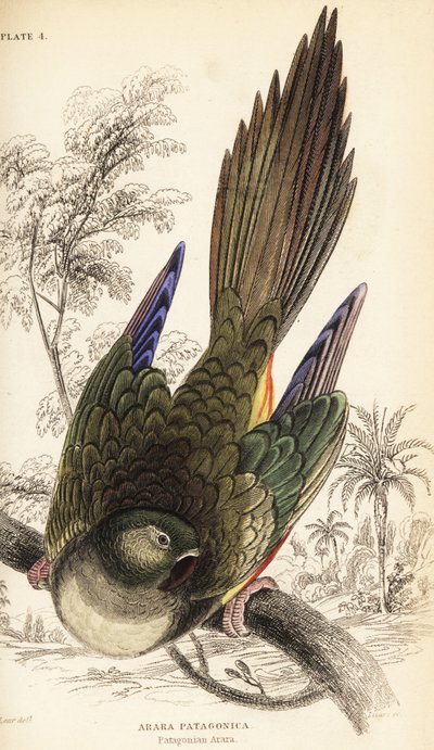 Grävande papegoja eller Patagonian conure, Cyanoliseus patagonus av William Home Lizars