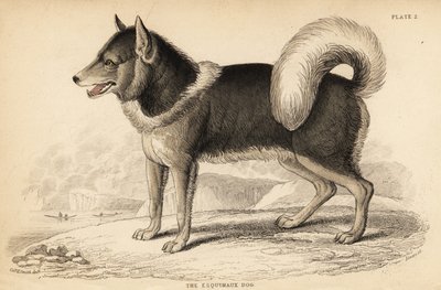 Kanadensisk eskimåhund eller qimmiq, Canis lupus av William Home Lizars