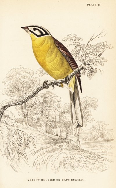 Kapsparv, Emberiza capensis (Gulbukfvarv, Fringillaria capensis) av William Home Lizars