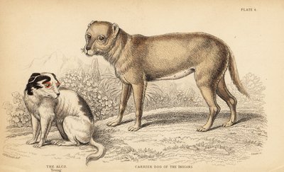 Bärarhund av indianerna eller Techichi från Mexiko, förfader till chihuahuan, Canis lupus familiaris, och en ung Alco-hund, Yzi-cuinte potzotli i Mexiko, Canis lupus familiaris (Canis alco) av William Home Lizars