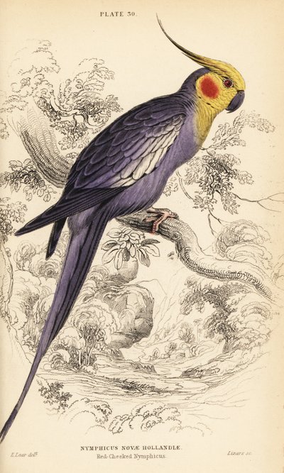 Cockatiel, Nymphicus hollandicus av William Home Lizars