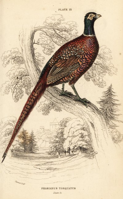 Vanlig fasan (ringhals), fasan colchicus torquatus av William Home Lizars