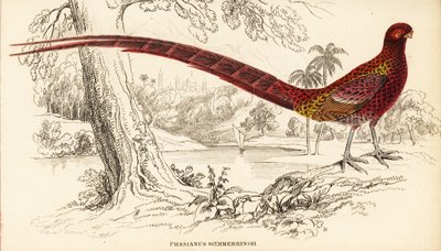 Kopparfasan eller Soemmerrings fasan, Syrmaticus soemmerringii (Phasianus soemmerringii) av William Home Lizars