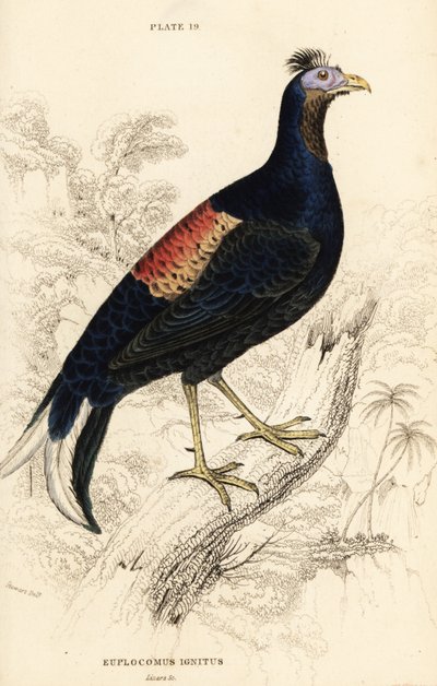 Crested fireback, Lophura eldig, hane (Macartney-tuppen, Euplocomus ignitus) av William Home Lizars