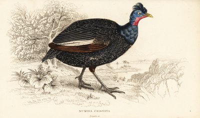 Krönad pärlhöna, Guttera pucherani (Numida cristata) av William Home Lizars