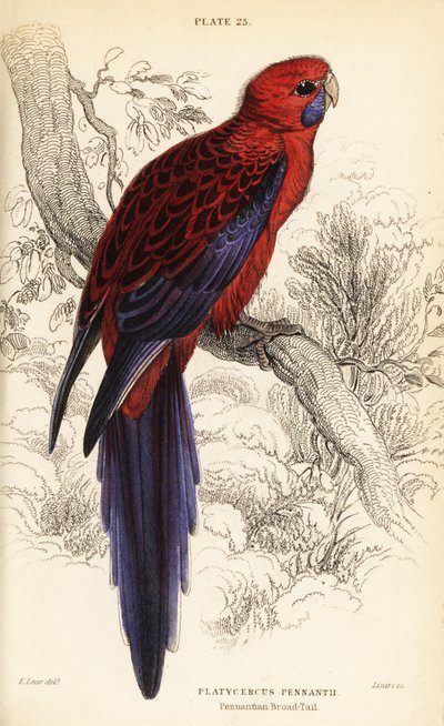 Crimson rosella, Platycercus elegans av William Home Lizars