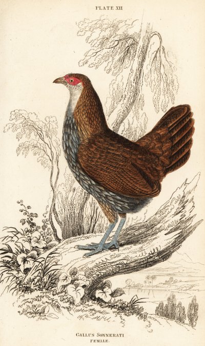 Grå djungelfågelhona eller Sonnerats djungelfågel, Gallus sonneratii (Gallus sonnerati) av William Home Lizars