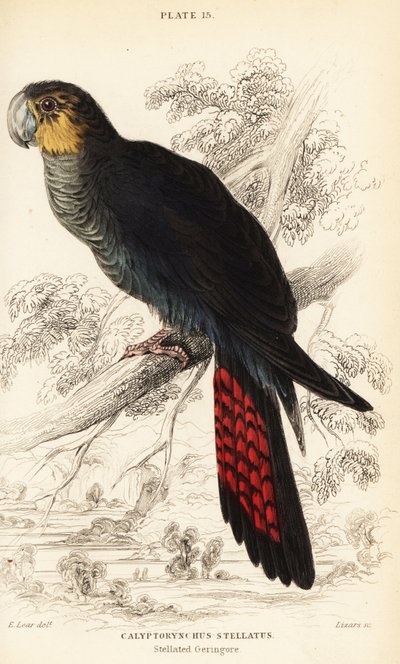 Blank svart kakadua, Calyptorhynchus lathami av William Home Lizars