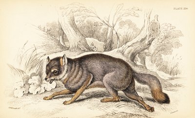 Gråräv eller gråräv, Urocyon cinereoargenteus (Vulpes cinereus) av William Home Lizars