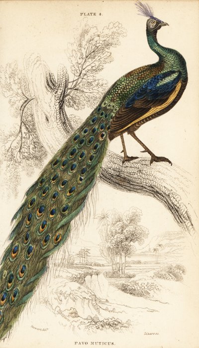 Grön påfågel, Peacock muticus av William Home Lizars