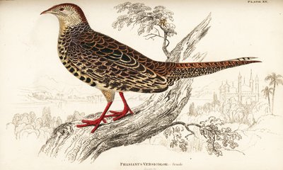 Grön fasan eller japansk grön fasan, hona, Phasianus versicolor av William Home Lizars