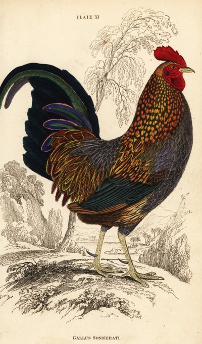 Grå djungelfågel eller Sonnerats djungelfågel, Gallus sonneratii (Gallus sonnerati) av William Home Lizars