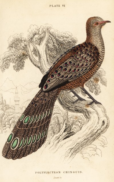 Grå påfågel-fasan eller burmesisk påfågel-fasan, Polyplectron bicalcaratum av William Home Lizars