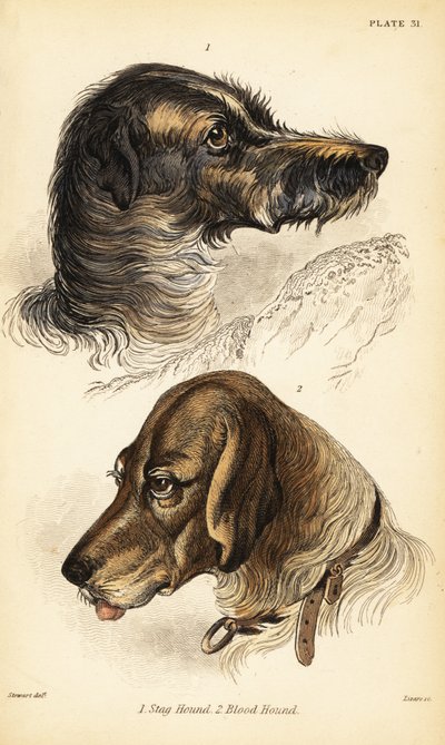 Huvuden av en hjorthund 1 och blodhund 2, Canis lupus familiaris (Canis sagaces och Canis sanguinarius) av William Home Lizars