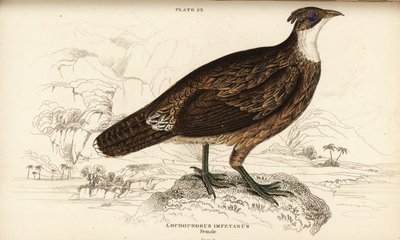 Himalayan Monal, Hona, Lophaphorus impanes av William Home Lizars