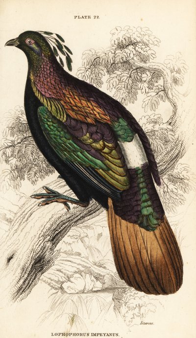 Himalaya monal, hane, Lophophorus impejanus av William Home Lizars