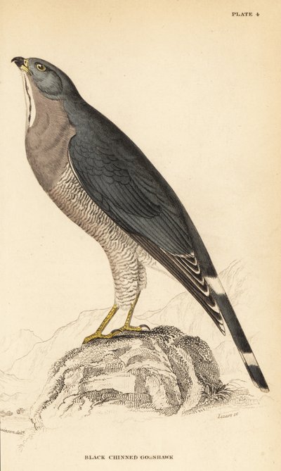 Ödlvråk, Kaupifalco monogrammicus av William Home Lizars