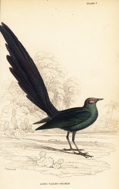 Långstjärtad glansstare, Lamprotornis caudatus av William Home Lizars