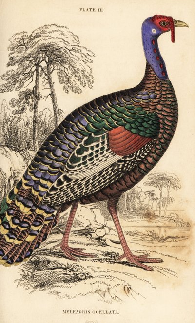 Ocellerad kalkon, Meleagris ocellata av William Home Lizars