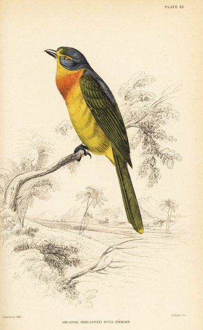 Apelsinbröstad buskaka eller svavelbröstad buskaka, Chlorophoneus sulfureopectus av William Home Lizars
