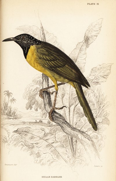 Oriole sångare, Hypergerus atriceps av William Home Lizars