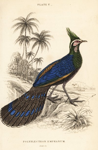 Palawan påfågel-fasan, Polyplectron napoleonis av William Home Lizars