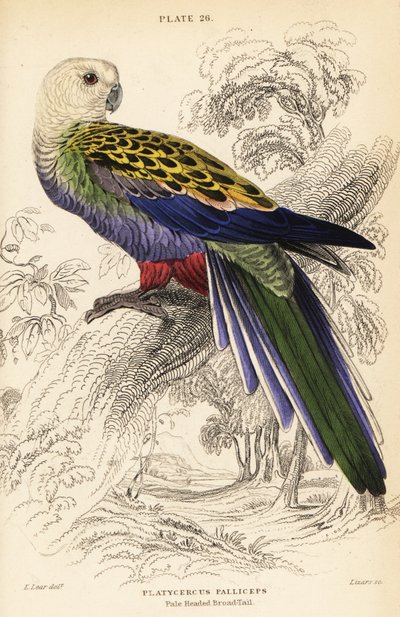 Blekhövdad rosella (palliceps) av William Home Lizars