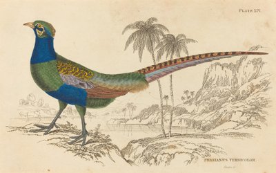 Phasianus Versicolor av William Home Lizars