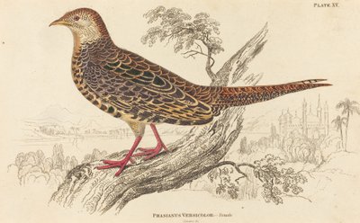 Phasianus Versicolor - Hona av William Home Lizars