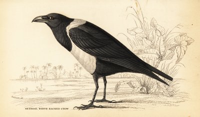 Röd kråka, Corvus albus av William Home Lizars