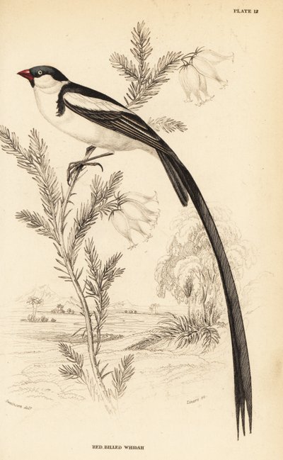 Pin-tailed whydah, Vidua macroura (rödnäbbad whidah, Vidua erythrorhynchus) av William Home Lizars