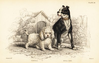 Pudel, vattenlevande hund och bulldog, engelsk hund av William Home Lizars