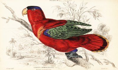 Lila-nackad lory, Lorius domicella av William Home Lizars