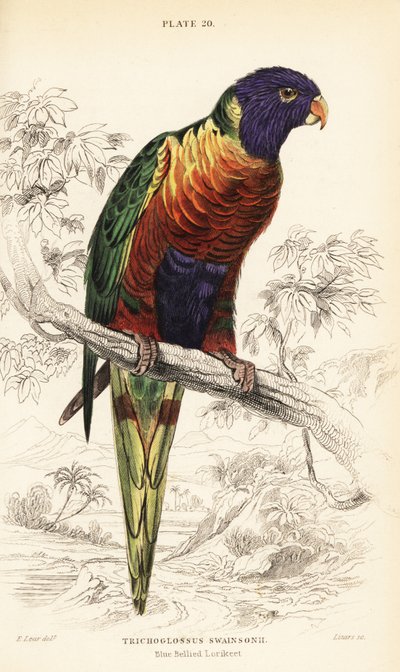 Regnbågslorikeet, Trichoglossus moluccanus av William Home Lizars