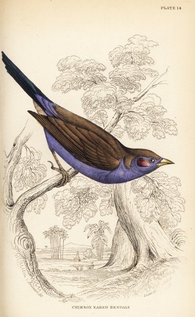 Rödkindad cordon-bleu, Uraeginthus bengalus av William Home Lizars