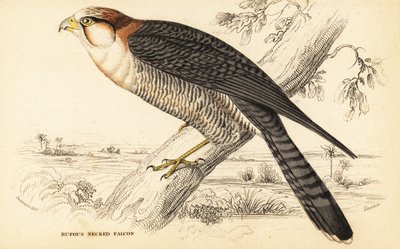 Rödhalsfalk, Falco chicquera ruficollis av William Home Lizars