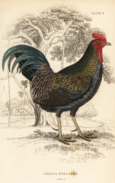 Röd djungelfågel, Gallus gallus javanicus av William Home Lizars