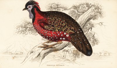 Satyr tragopan eller crimson horned fasan, tragopan satir (Nepaul tragopan, tragopan satyr) av William Home Lizars