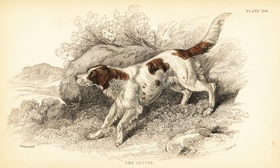 Setter, Canis lupus familiaris (Canis index) av William Home Lizars
