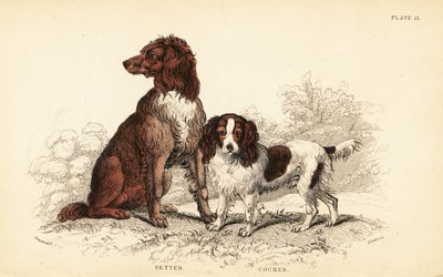 Setter och cocker spaniel, Canis lupus familiaris av William Home Lizars