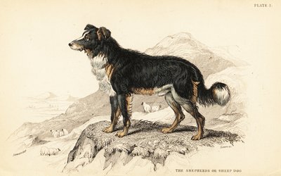 Herdehund eller fårhund, Canis lupus familiaris (Canis domesticus) av William Home Lizars