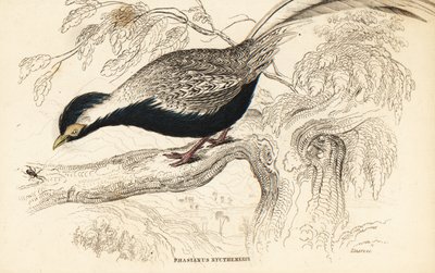 Silverfasan, Lophura nycthemera (Phasianus nycthemerus) av William Home Lizars