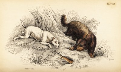 Slätpälsad terrier och skotsk eller trådhårig terrier, Canis lupus familiaris (Canis terrarius) av William Home Lizars